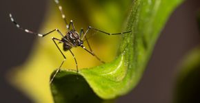 Foto: (Milton Rodney Buzon/istock)