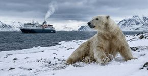 Turista acorda urso-polar com buzina de navio na Noruega e recebe multa de R$ 27 mil por perturbar animal protegido