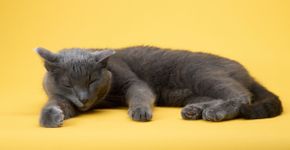 8 curiosidades sobre o sono dos gatos que vão te surpreender
