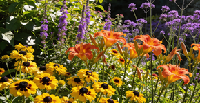 As melhores plantas perenes para um jardim florido no verão sem exigir cuidados constantes