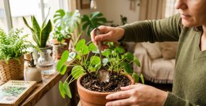 É por isso que cada vez mais jardineiros estão colocando colheres em vasos de flores