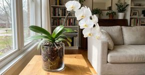 Para a orquídea dura anos: o macete não é a rega direta, mas nunca deixar água acumulada no miolo