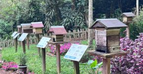 Abelhas da Mata amplia atuação e leva preservação de abelhas nativas para espaços públicos