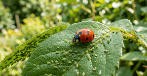 Eu substituí o veneno de formiga por plantas que atraem joaninhas e o resultado na saúde do meu jardim surpreendeu minha avó