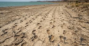 Pegadas deixadas numa margem de lago há 1,4 milhão de anos revelaram que parentes humanos caminhavam juntos em grupo