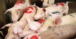 Projeto de lei propõe instalação de câmeras em abatedouros