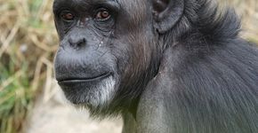 Chimpanzé reencontra família que o adotou e emociona a internet