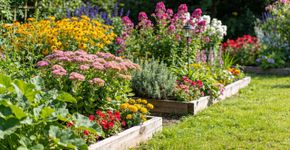 6 plantas perenes fáceis de cultivar para jardineiros iniciantes