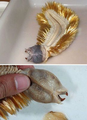 3. Esse é o Eulagisca gigantea, um verme marinho de 20 centímetros de comprimento que vive nas águas do Oceano Antártico. Ele tem um corpo oval rodeado de cerdas douradas brilhantes, e dentes afiados que ficam escondidos em sua faringe. A criatura incomum pertence a uma classe de vermes chamados de poliquetas, também conhecidos como vermes de cerdas (seu nome significa “muitas cerdas” em latim)