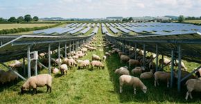 Levaram 40 ovelhas para pastar ao redor de painéis solares, e essa prática começou a transformar a maneira como a energia é gerada