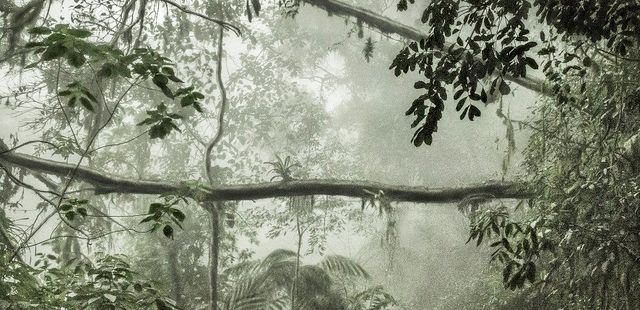 Exposição ‘Olhares sobre a Mata Atlântica’