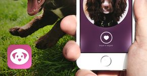 Au.Dote convida ONGs e Associações Protetoras de Animais a cadastrarem seus pets para adoção