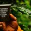 Imagem com Grão & Torra: 15 Coffee Company terá seleção de cafés especiais e até muda da planta no festival