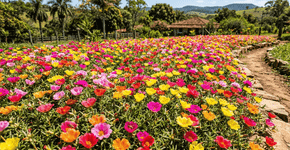 A planta rasteira que pode cobrir todo o chão do jardim e produzir flores coloridas por mais de 100 dias sem precisar de rega diária