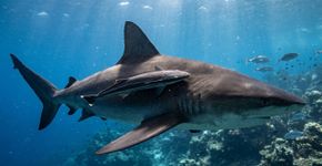 Este peixe transformou uma barbatana numa ventosa e passa a vida pegando carona em tubarões, tartarugas e baleias
