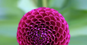 20 plantas geométricas mostram que a natureza é perfeita