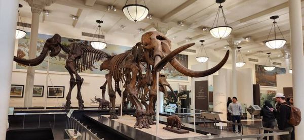 Museu Americano de História Natural