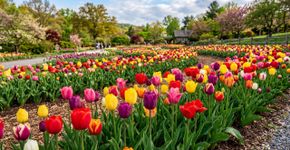 Por que as tulipas não florescem: quais são as possíveis causas e como resolvê-las?