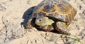 Foto: (Istock/draco-zlat)
