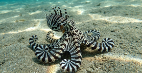 Susto no fundo do mar: o bicho que parece uma zebra mas na verdade é um polvo malandro que usa o contraste para confundir a visão dos caçadores