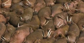 Milhares de morsas fogem para a terra firme em decorrência do degelo polar