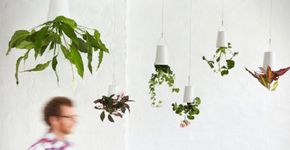 Pouco espaço para as plantas? Empresa cria sistema para pendurar vasos de cabeça para baixo