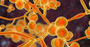 Foto: (Dr_Microbe/istock)