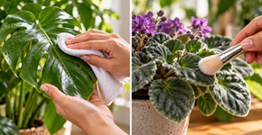 Como higienizar folhas de plantas ornamentais sem bloquear a respiração da superfície