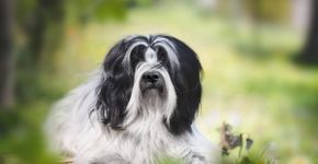 4 características do cachorro da raça terrier tibetano
