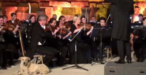 Cachorro invade concerto e plateia ‘morre’ de fofura