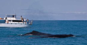 Observação de baleias jubarte é experiência única em Abrolhos