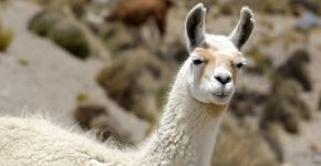 8 curiosidades interessantes sobre as lhamas