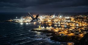 Adeus às luzes do porto: a poluição luminosa pode eliminar 40% da população mundial de papagaios-do-mar
