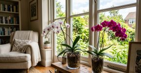 Conselhos para famílias que cultivam orquídeas