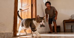 O que significa quando seu gato traz um rato vivo para dentro de casa