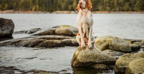 7 raças de cachorro italianas e suas principais características 