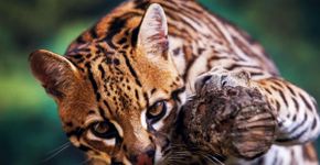 Jaguatirica: 7 curiosidades que todo amante da natureza precisa saber