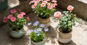8 pequenas plantas floridas para casas com espaço limitado