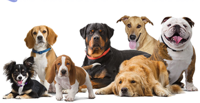 Que raça você seria se você fosse um cachorro?