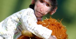 Macaco abandonado é tratado como criança em zoológico da Macedônia