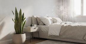 O truque da planta imortal que limpa o ar da sua casa enquanto você dorme