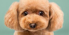 Antes e depois: cachorros cortam cabelo e resultado é imperdível