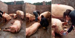 Carreta que transportava porcos tomba e animais precisam de ajuda