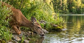 Ele criou um lago para criar peixes e acabou formando um refúgio de animais: a fazenda virou um ecossistema cheio de vida em apenas 1.000 dias