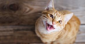 Seu gato gosta de miar? Confira 10 nomes que combinam com ele