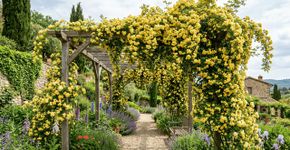 A trepadeira de flores douradas que conquista jardins durante todo o ano: cresce rapidamente, quase não tem espinhos e é ideal para decoração