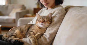 Entenda por que o ronronar do gato é considerado um remédio natural poderoso
