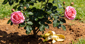 Rosa: estimule novas flores usando casca de banana do jeito certo