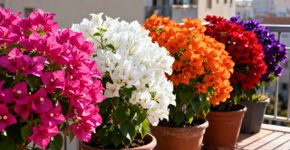 A árvore perfeita para deixar a sua casa mais colorida e cheia de vida