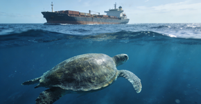 Como a poluição sonora nos oceanos afeta a orientação das tartarugas marinhas